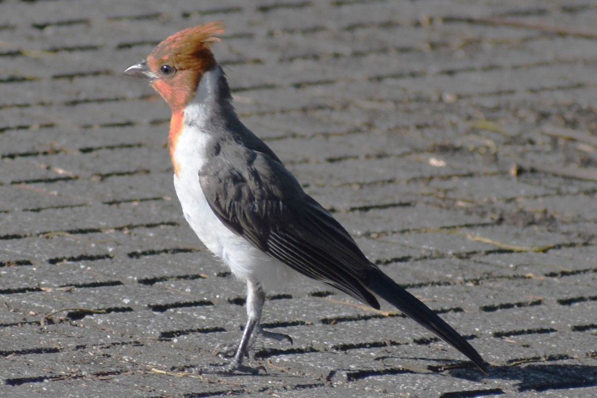 Red-crested Cardinal - ML646870195