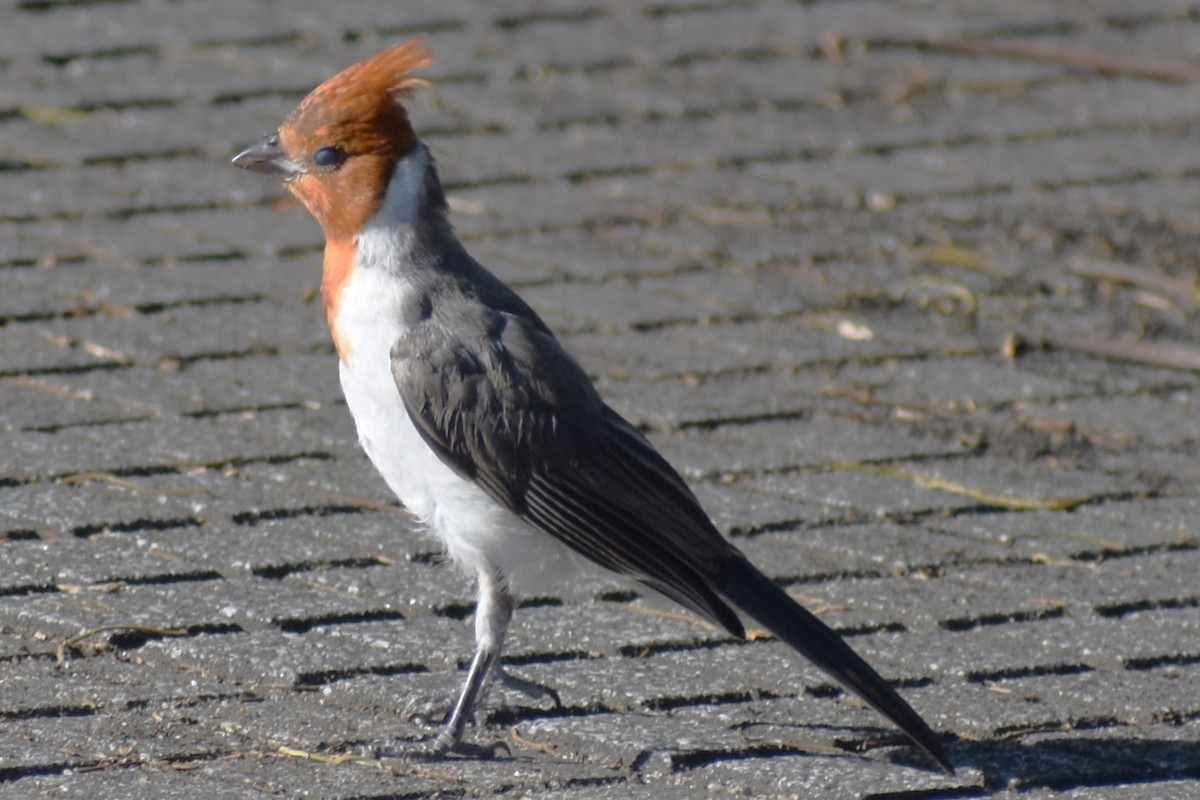 Red-crested Cardinal - ML646870196