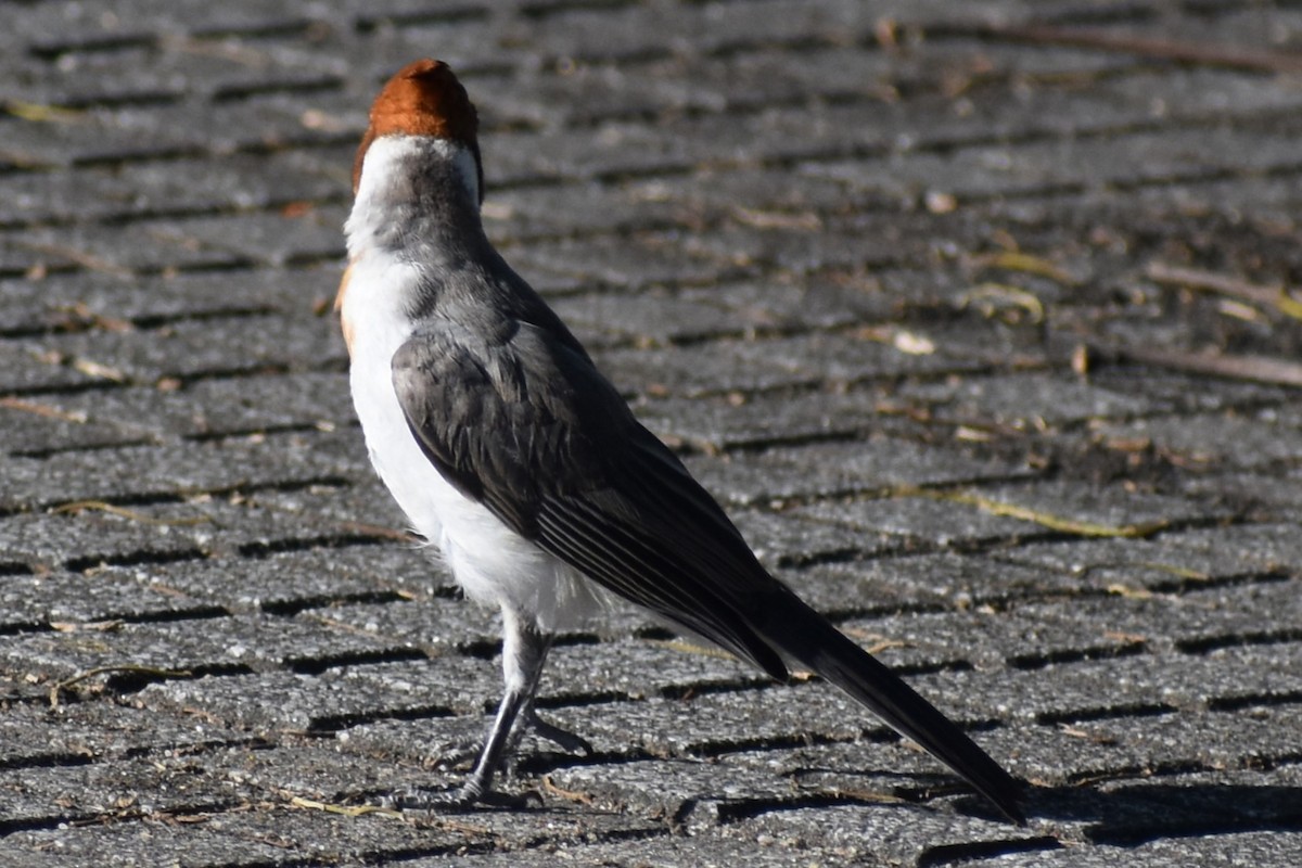 Red-crested Cardinal - ML646870197