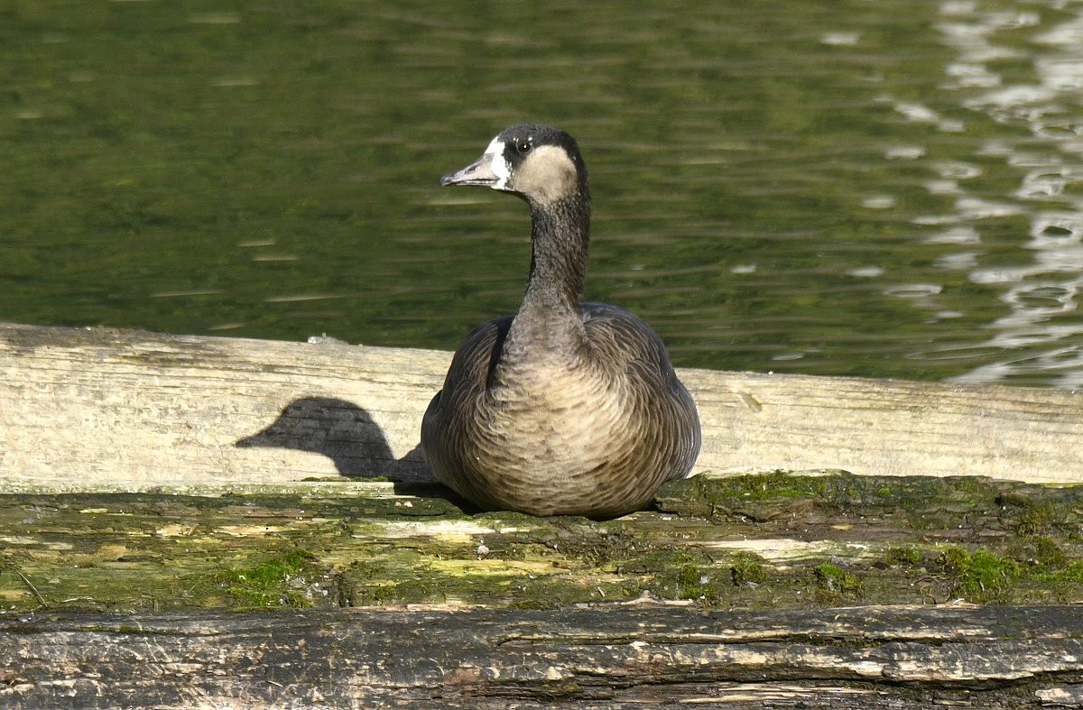 Greater White-fronted x Cackling Goose (hybrid) - ML646870198