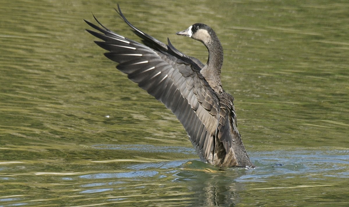 Greater White-fronted x Cackling Goose (hybrid) - ML646870199