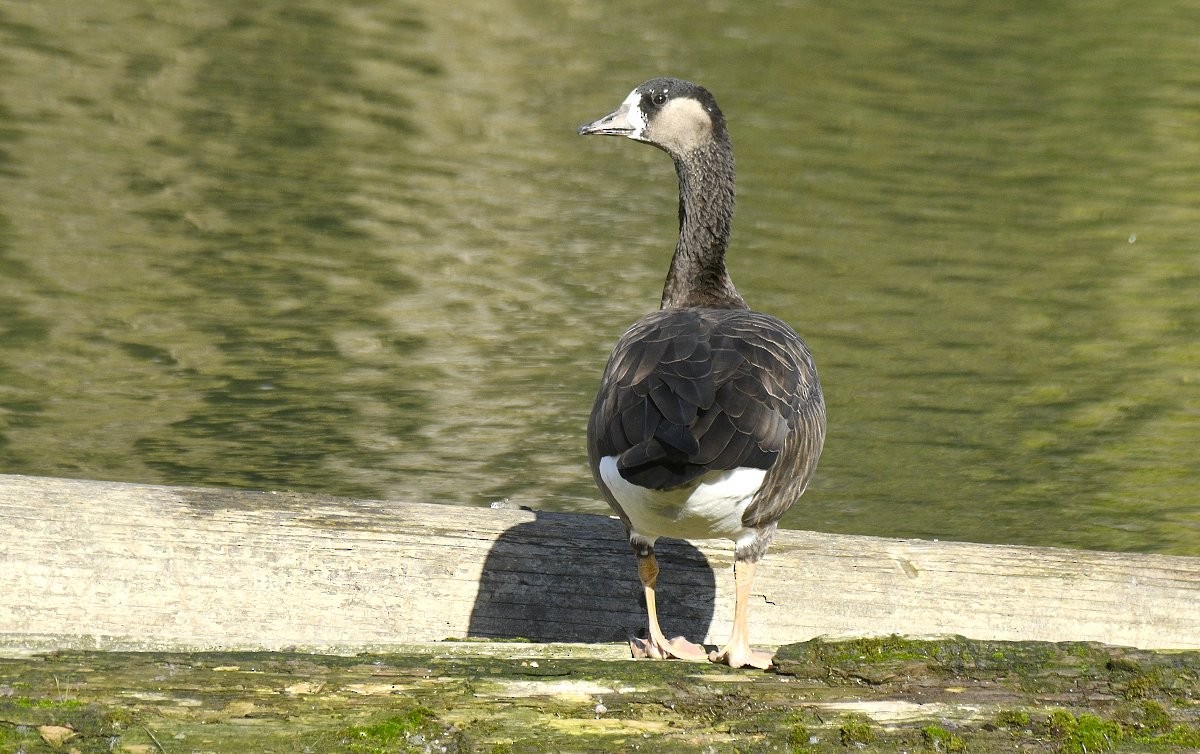 Greater White-fronted x Cackling Goose (hybrid) - ML646870200