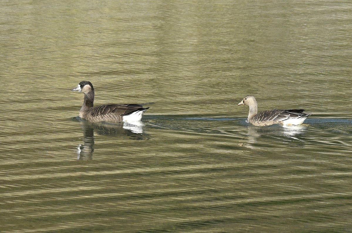 Greater White-fronted x Cackling Goose (hybrid) - ML646870201