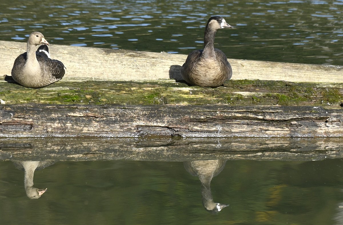 Greater White-fronted x Cackling Goose (hybrid) - ML646870202