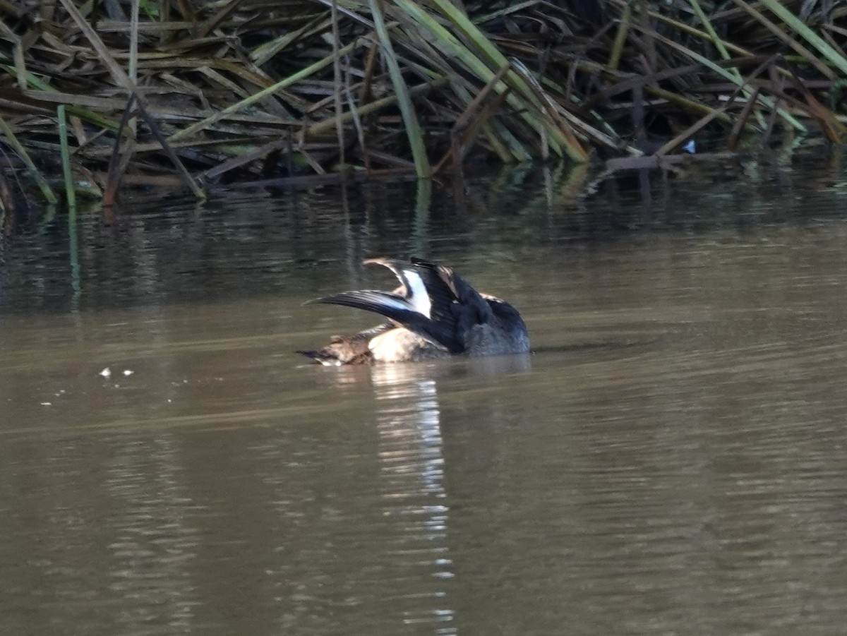 Морская чернеть - ML646870203