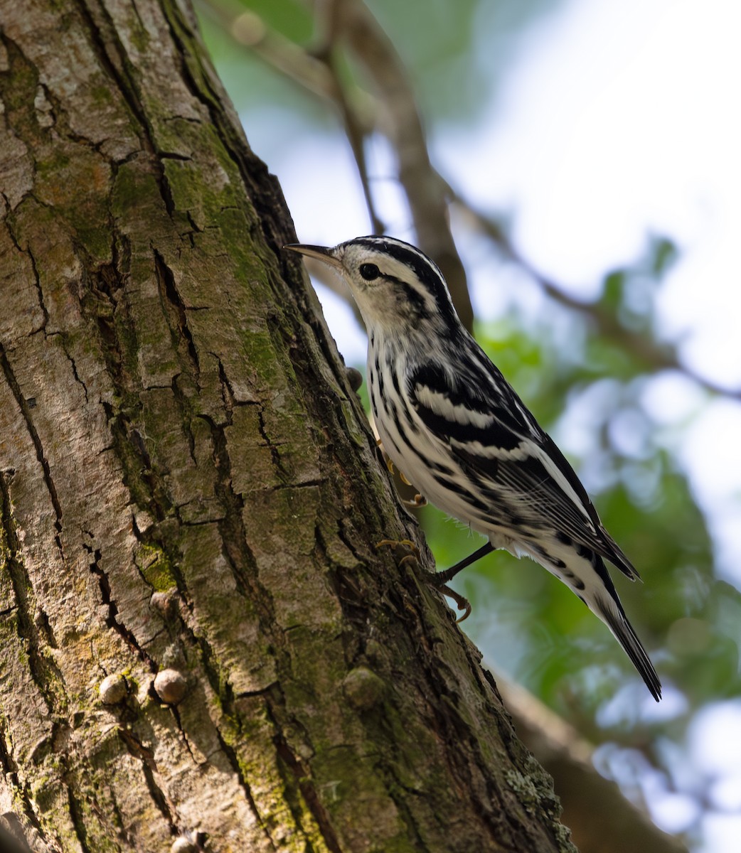 Black-and-white Warbler - ML646870204