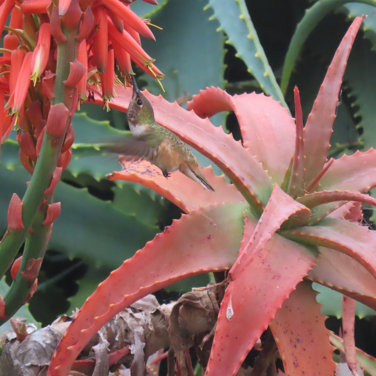 Allen's Hummingbird - ML646870205