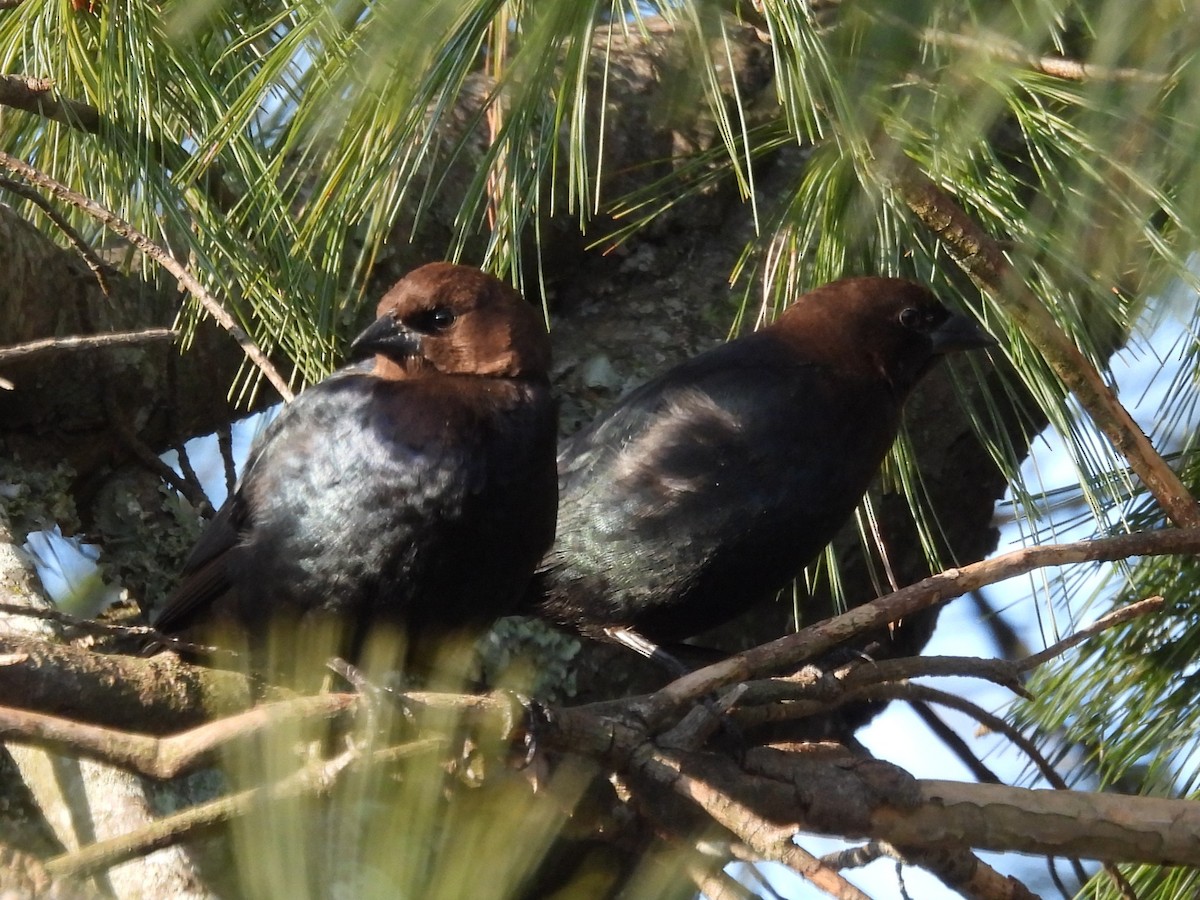 Vacher à tête brune - ML646870208