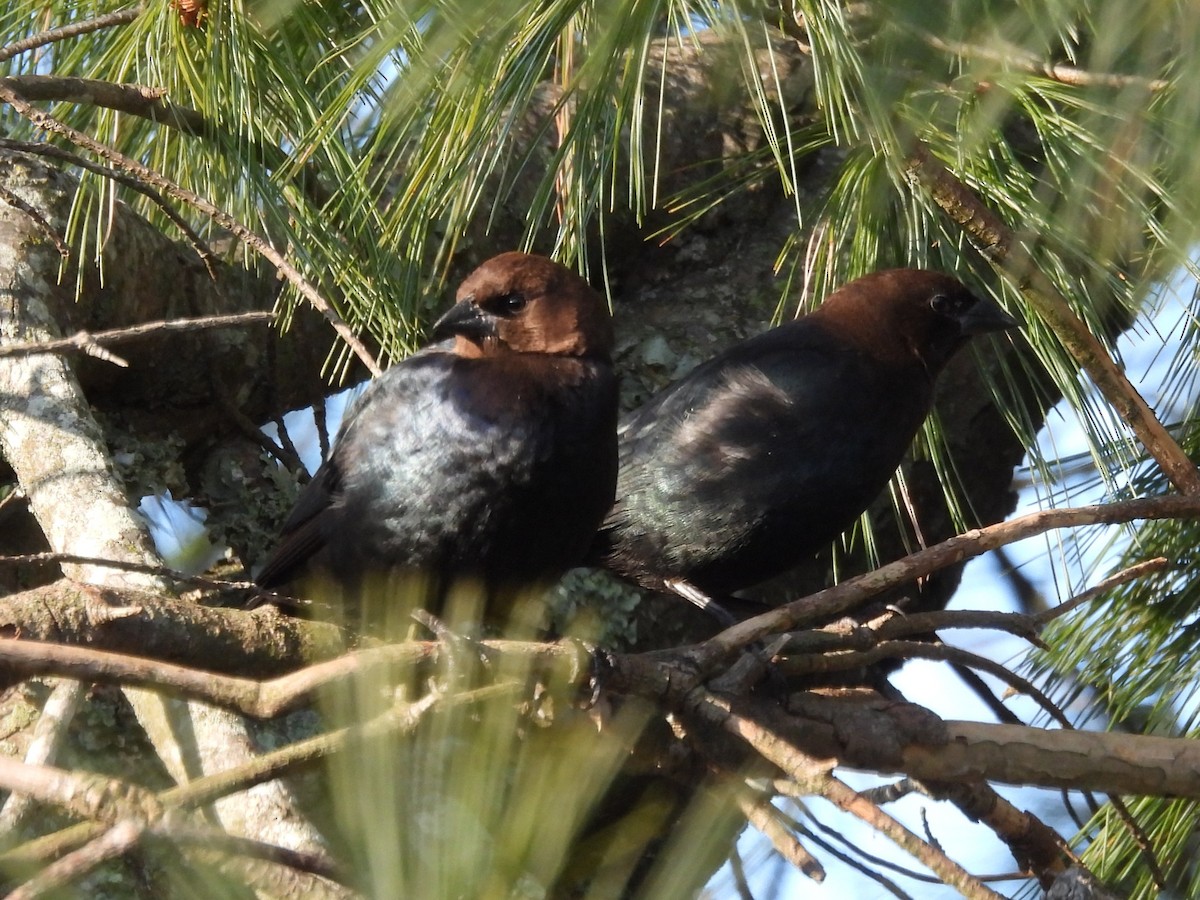 Vacher à tête brune - ML646870209