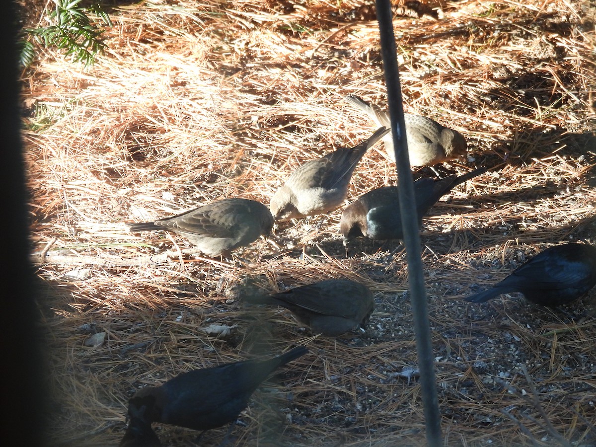 Vacher à tête brune - ML646870211