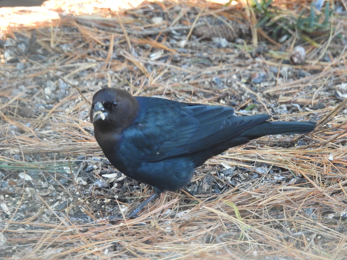 Vacher à tête brune - ML646870212