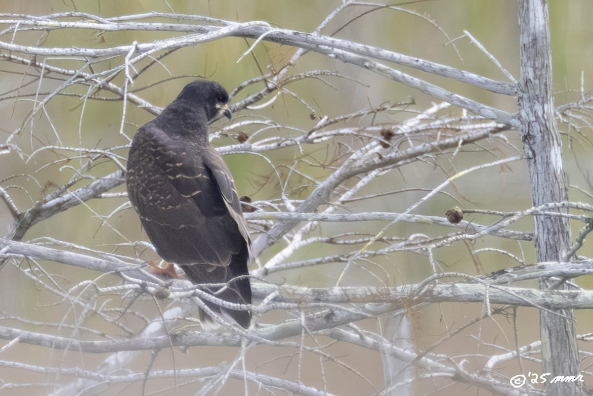 Snail Kite - ML646870214