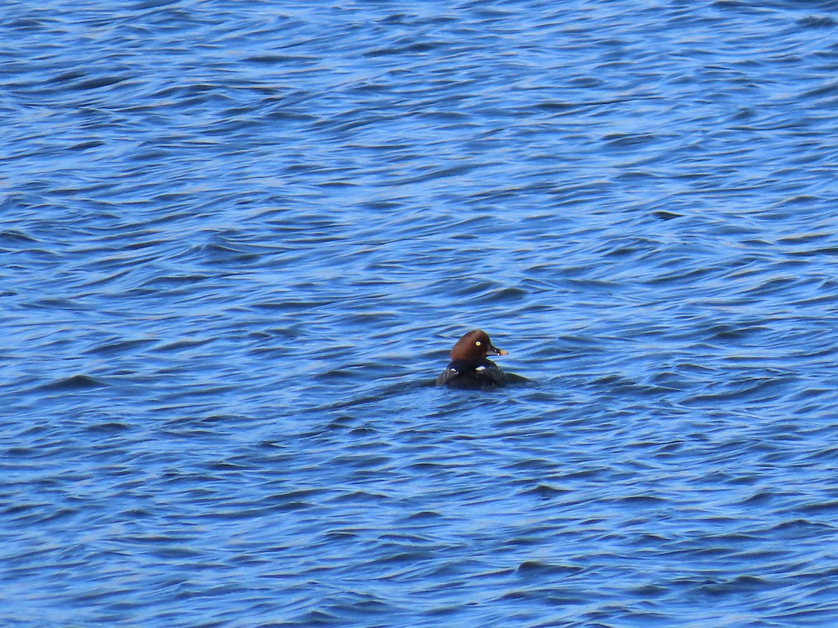 Гоголь зеленоголовий - ML646870215