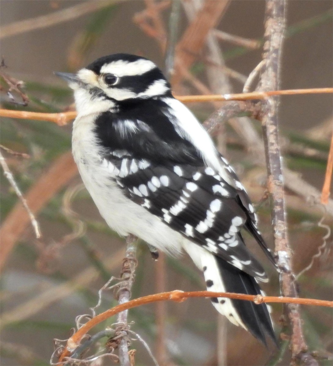 Downy Woodpecker - ML646870217