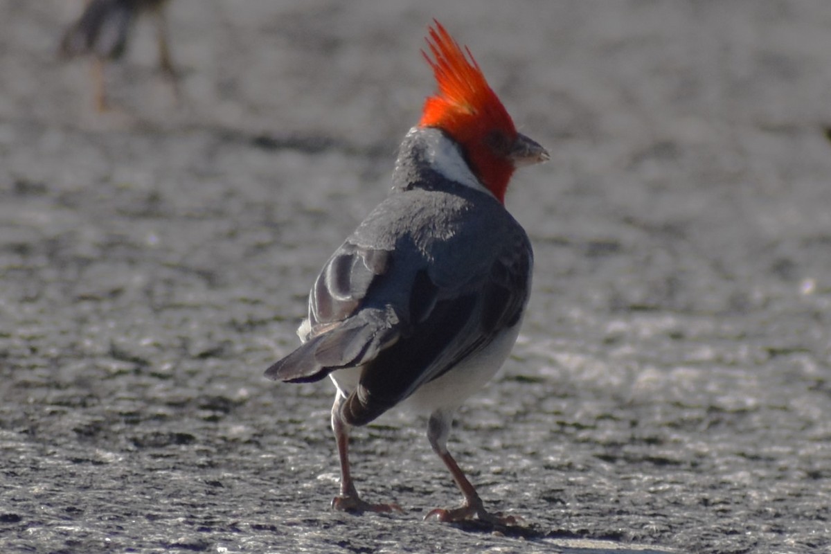 Red-crested Cardinal - ML646870219