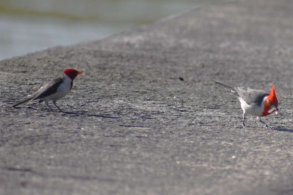 Red-crested Cardinal - ML646870220