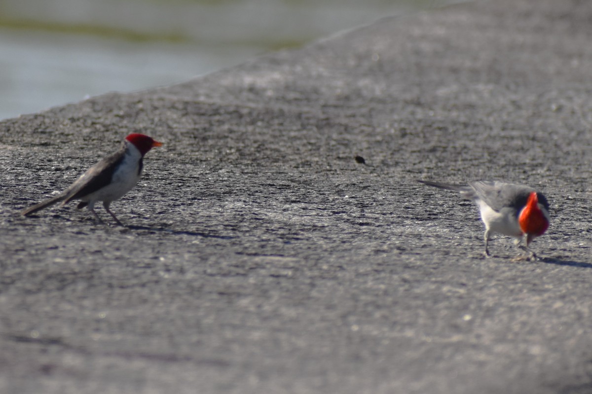 Red-crested Cardinal - ML646870221