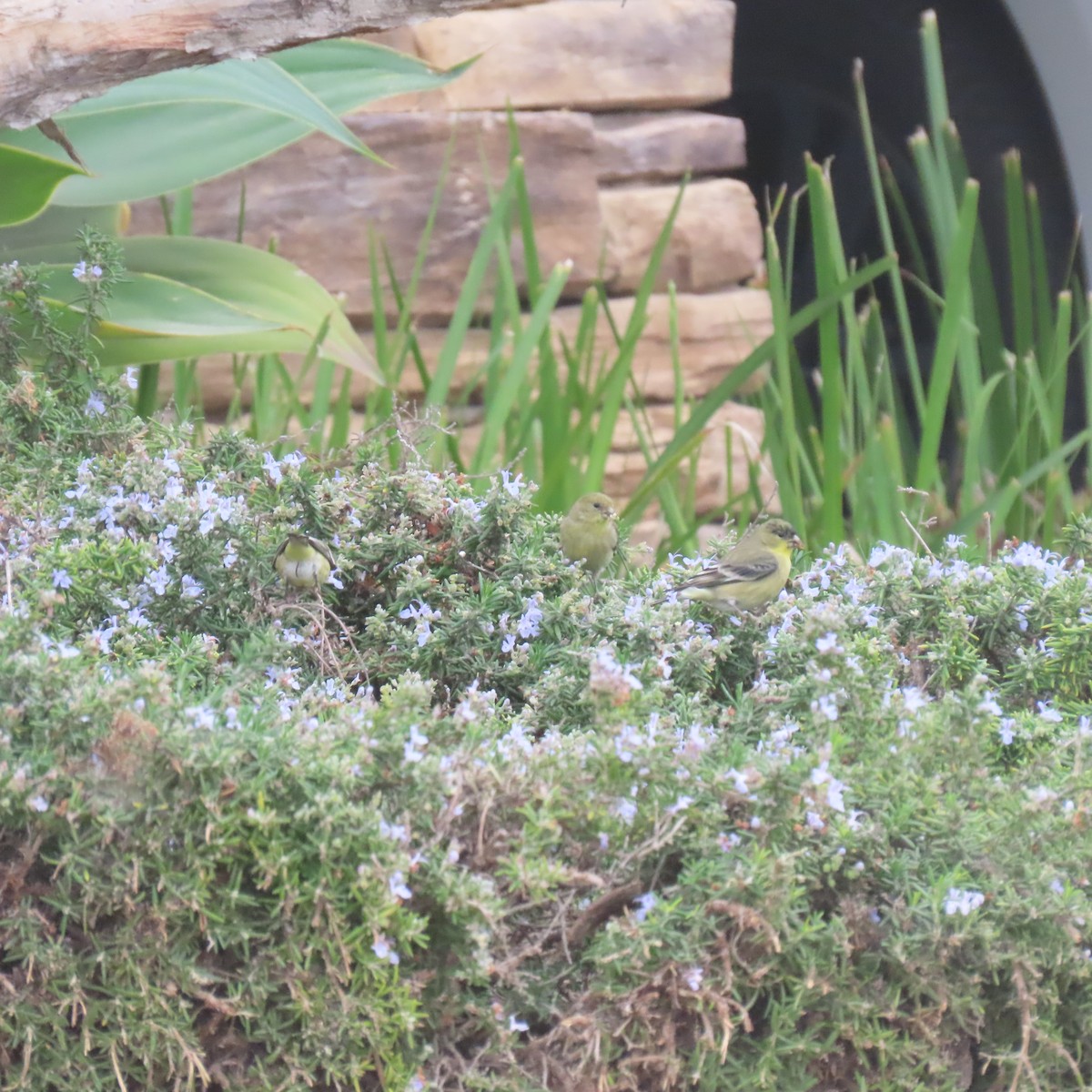 Lesser Goldfinch - ML646870222