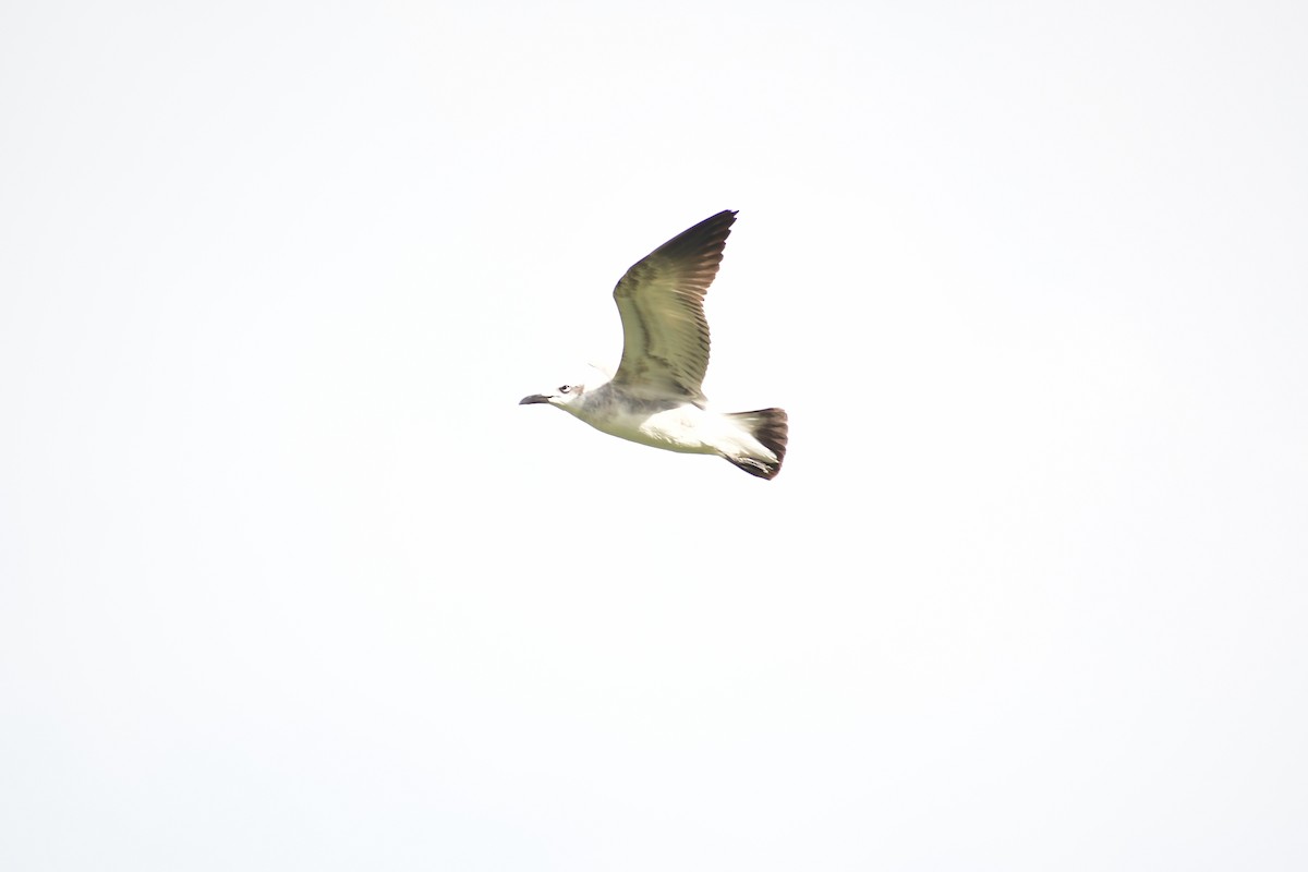 Ацтекская чайка - ML646870226