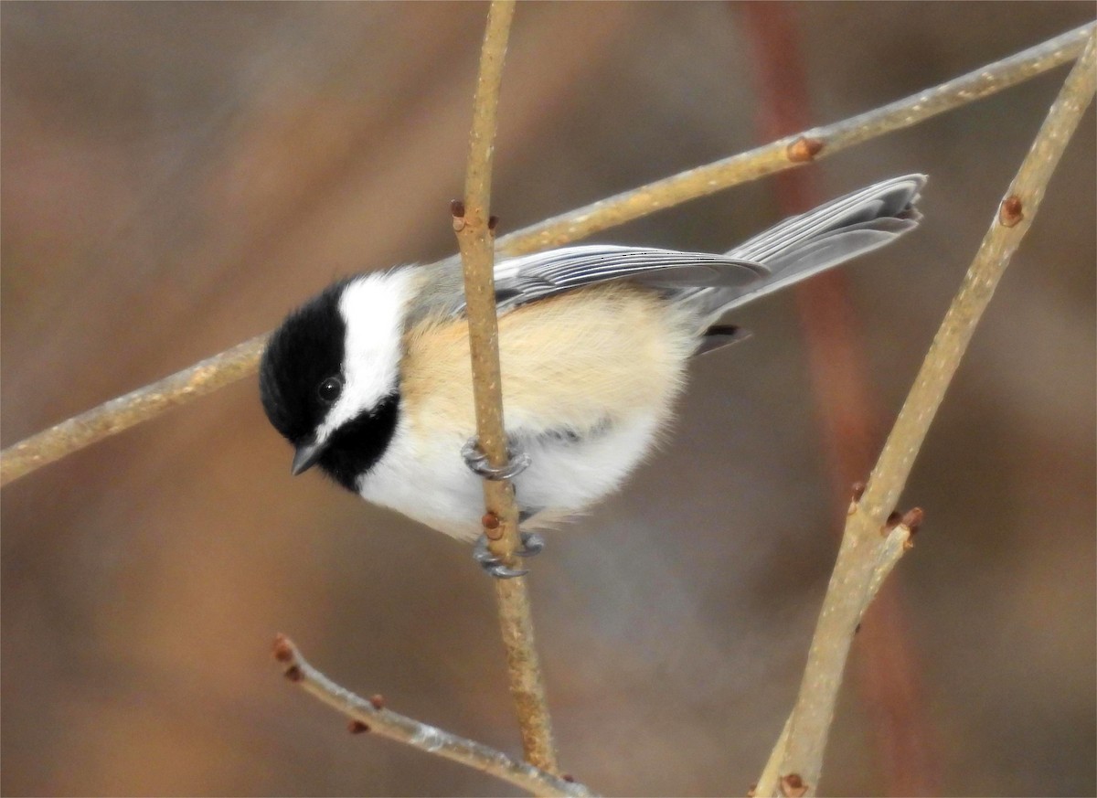 Black-capped Chickadee - ML646870227