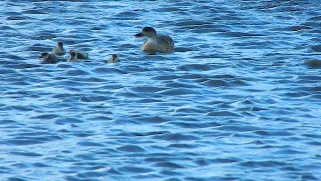 Crested Duck - ML646870228