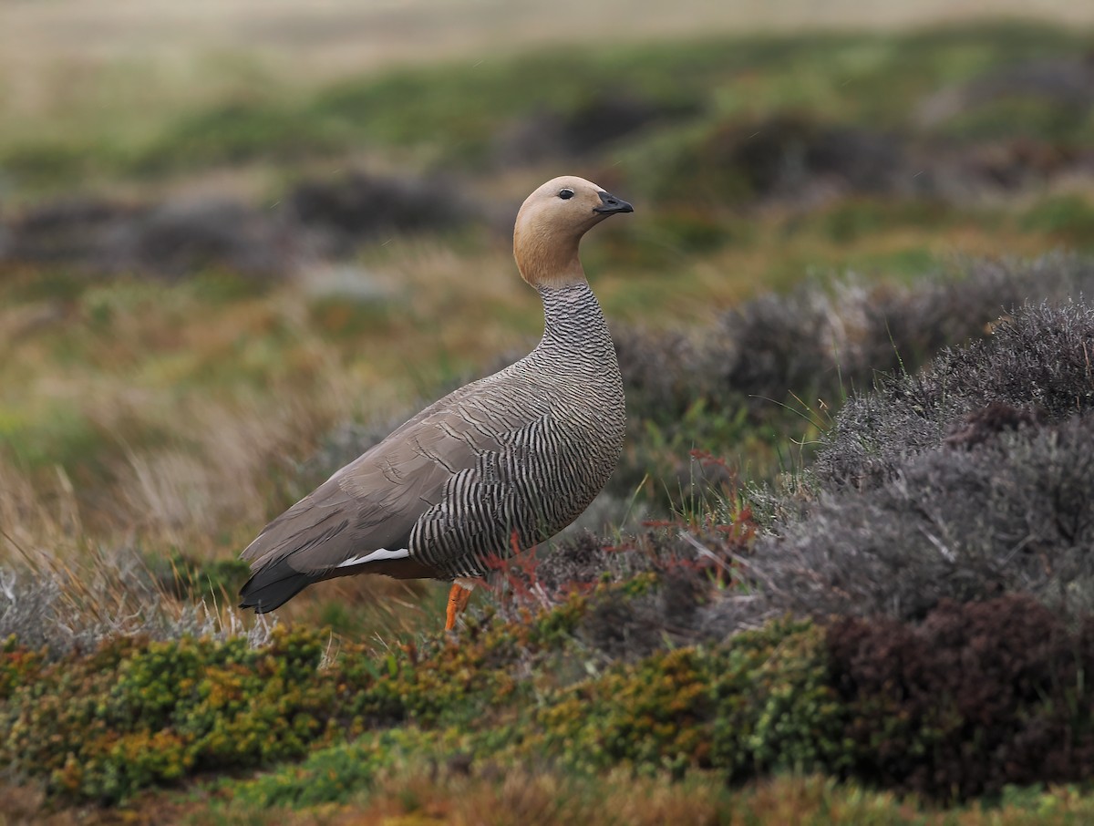 husice rezavohlavá - ML646870229