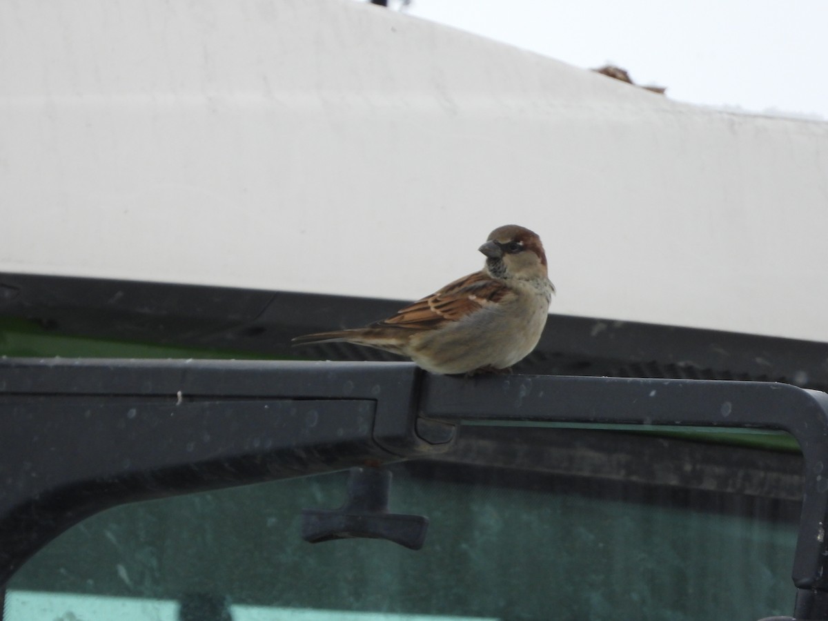 House Sparrow - ML646870235