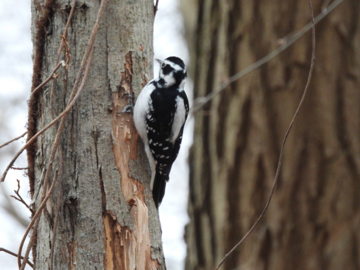 Hairy Woodpecker - ML646870236