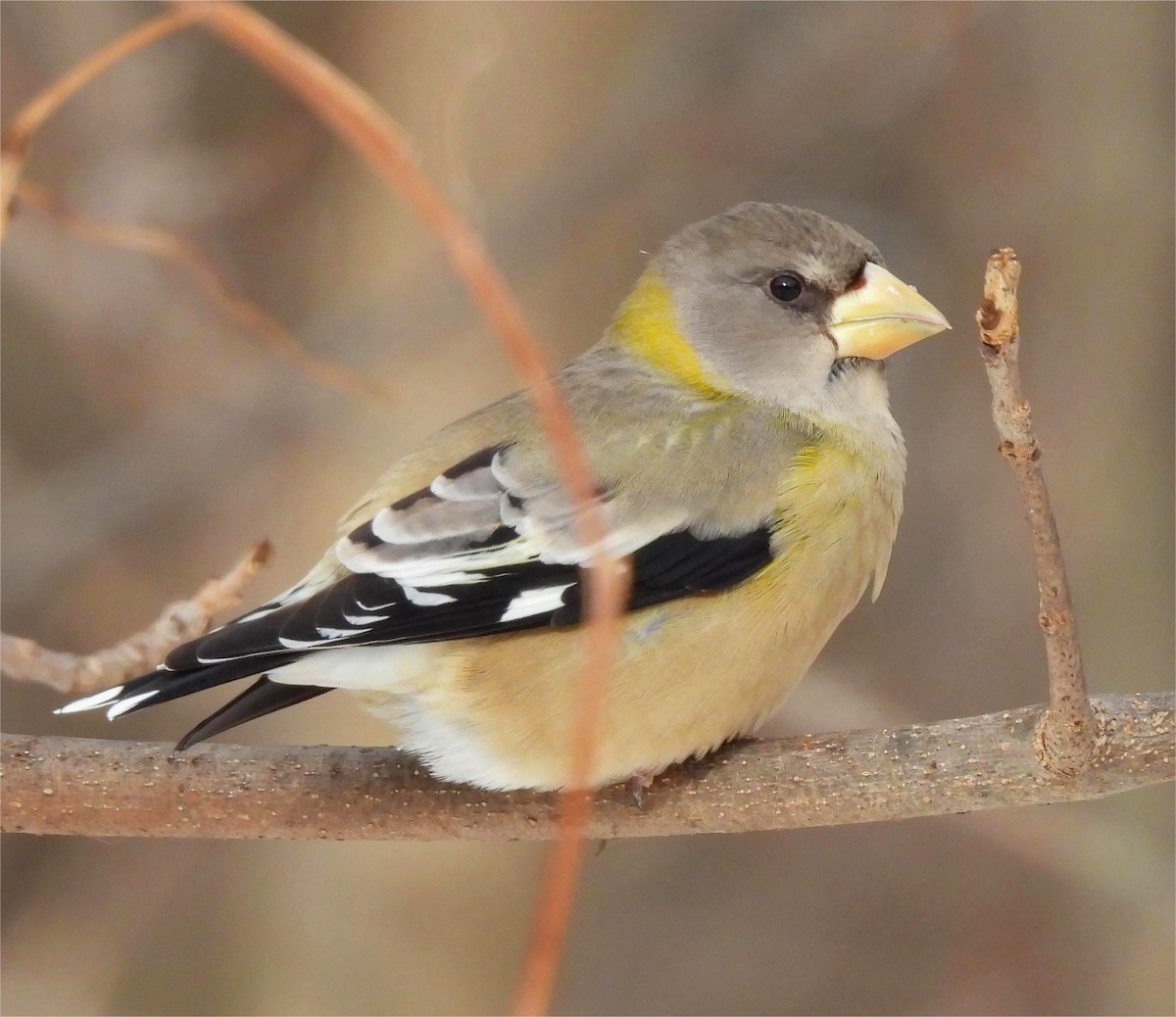 Evening Grosbeak - ML646870237