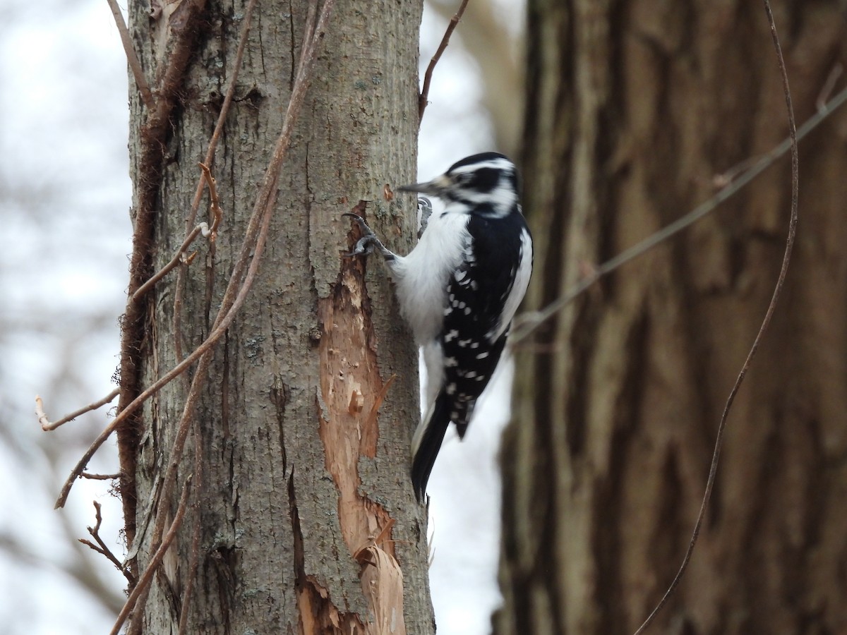 Hairy Woodpecker - ML646870238