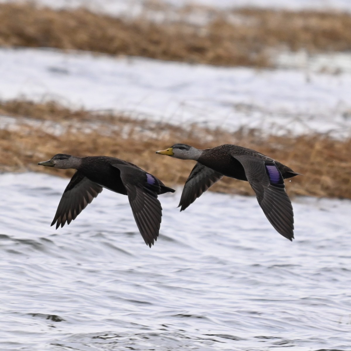 Ánade Sombrío - ML646870239