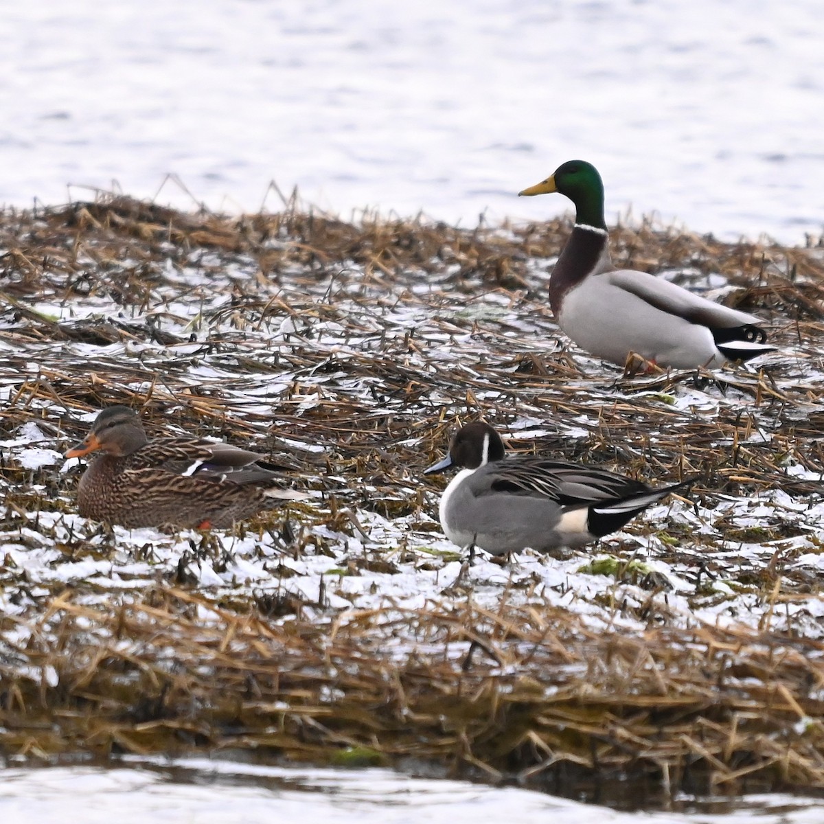 Ahate buztanluzea - ML646870241