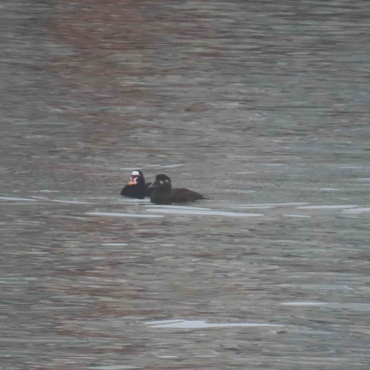 Surf Scoter - ML646870242