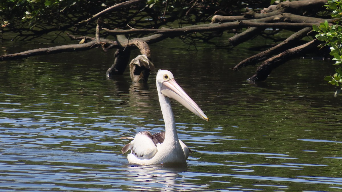 Australian Pelican - ML646870243