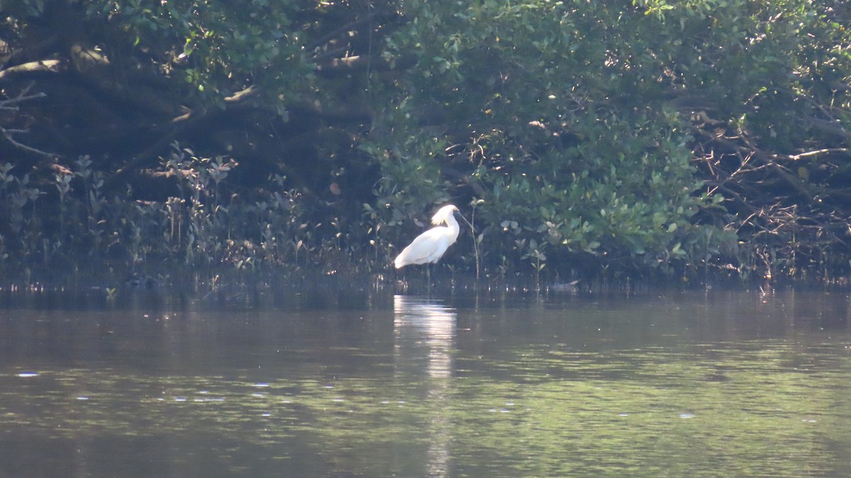 Royal Spoonbill - ML646870251