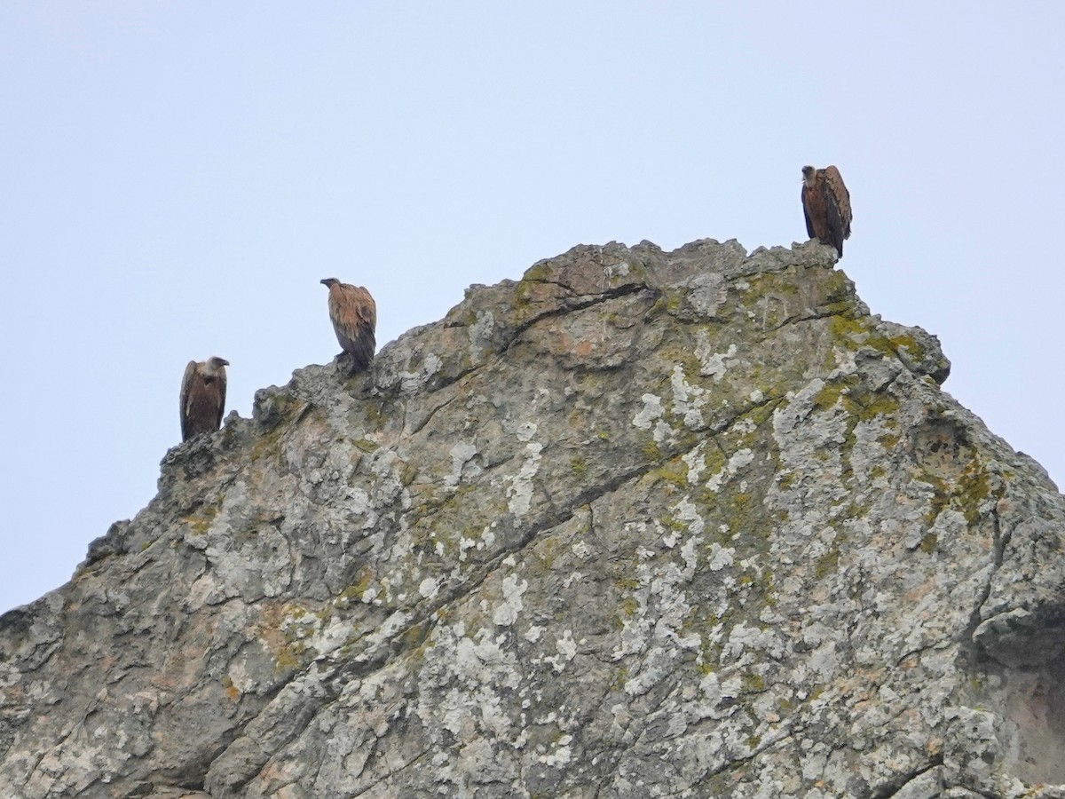 Sai arrea - ML646870252