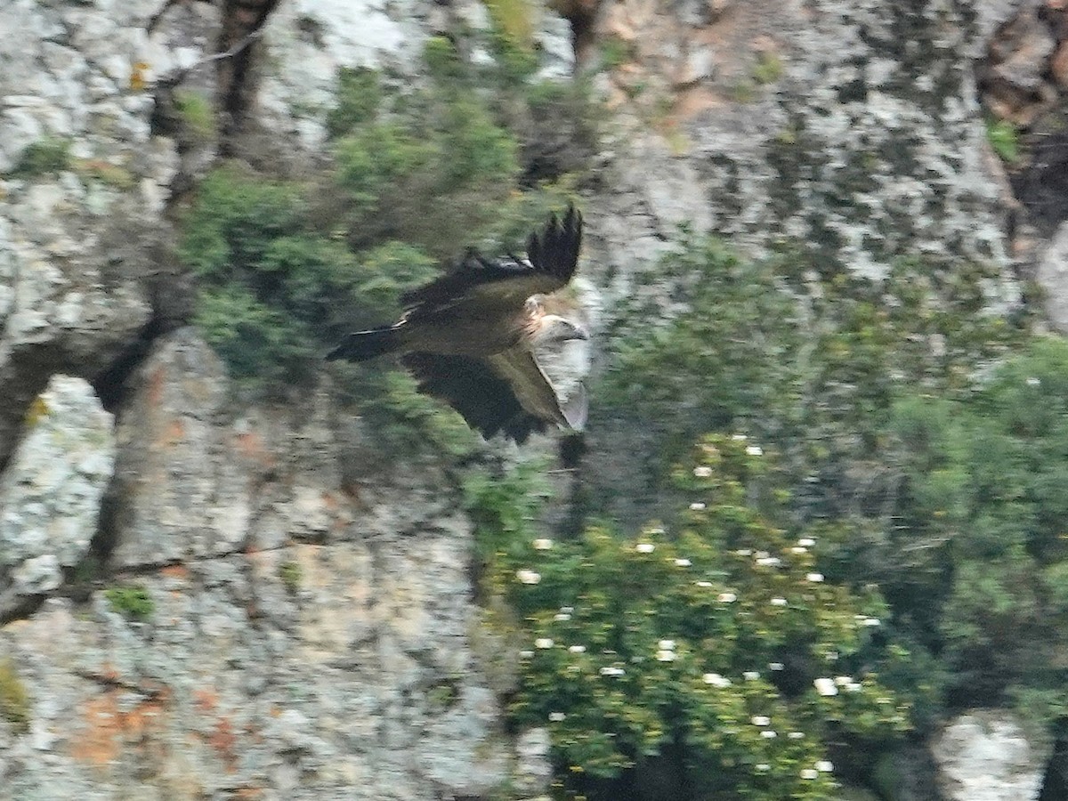 Sai arrea - ML646870253