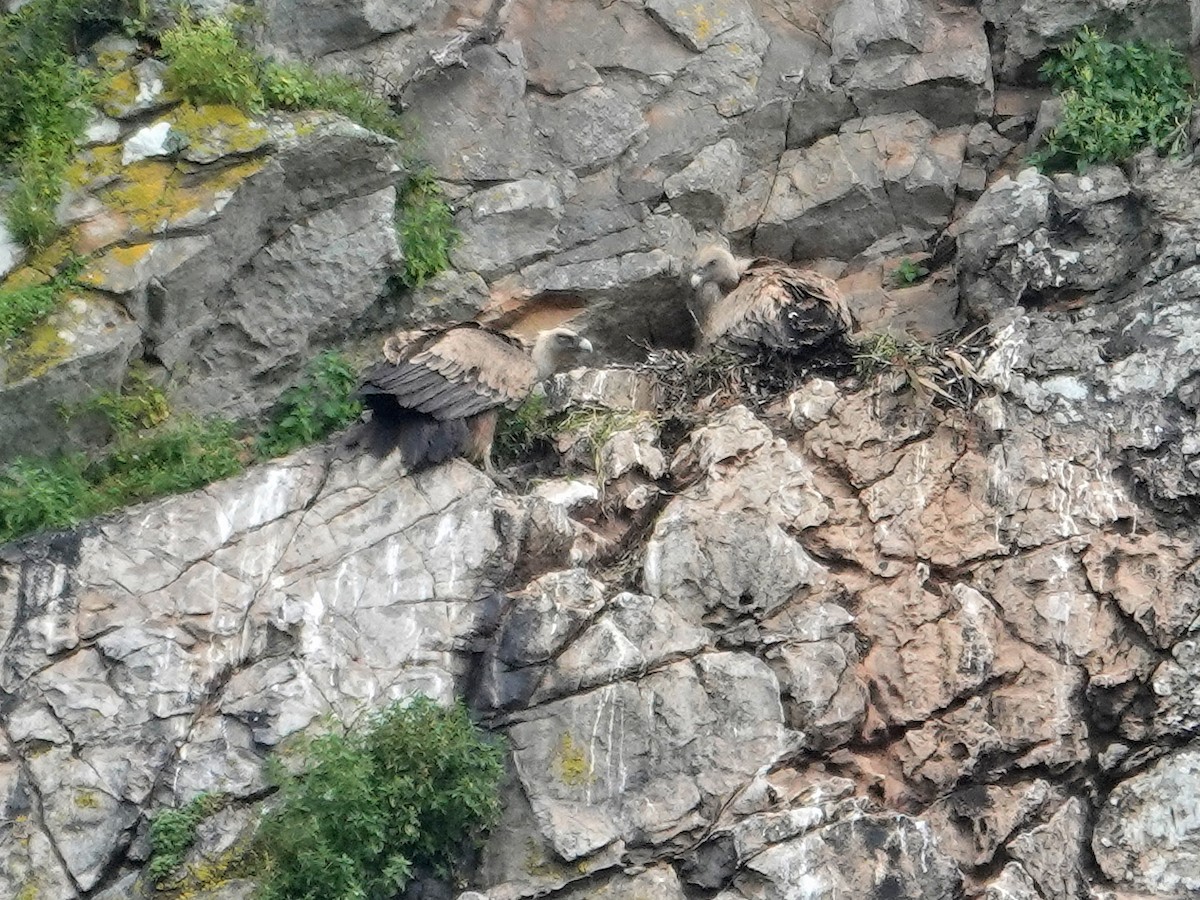 Sai arrea - ML646870254