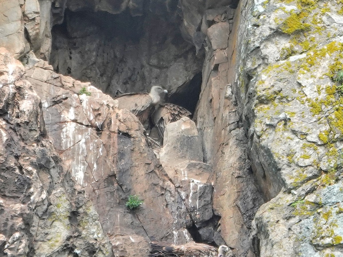 Sai arrea - ML646870255