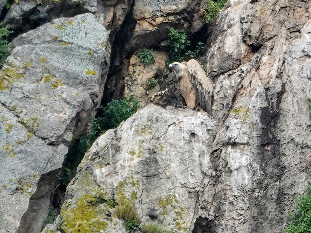 Sai arrea - ML646870256