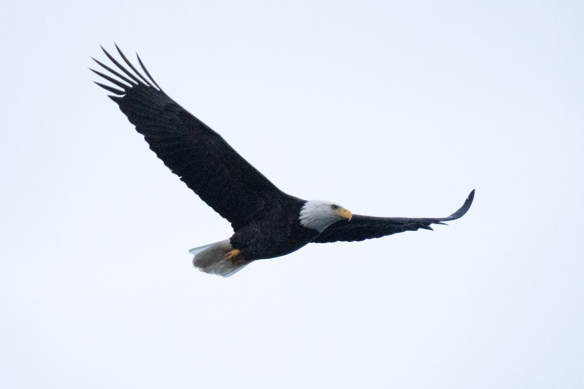 Bald Eagle - ML646870258