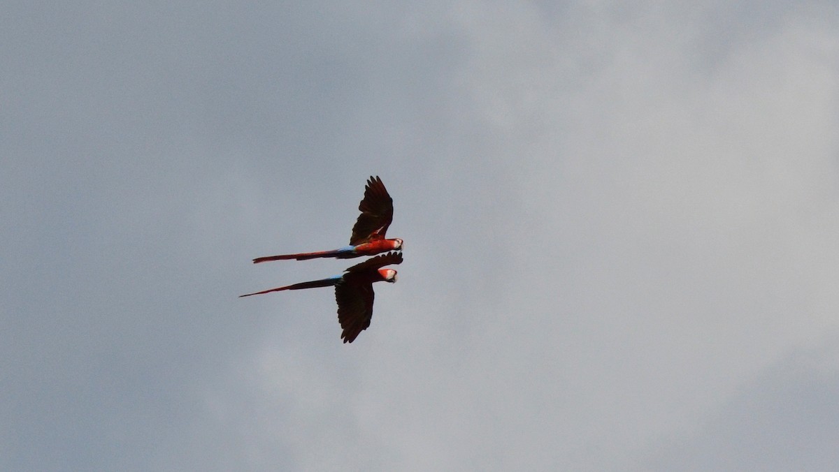 Scarlet Macaw - ML646870260