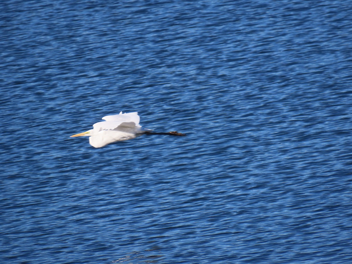 Чапля велика - ML646870262