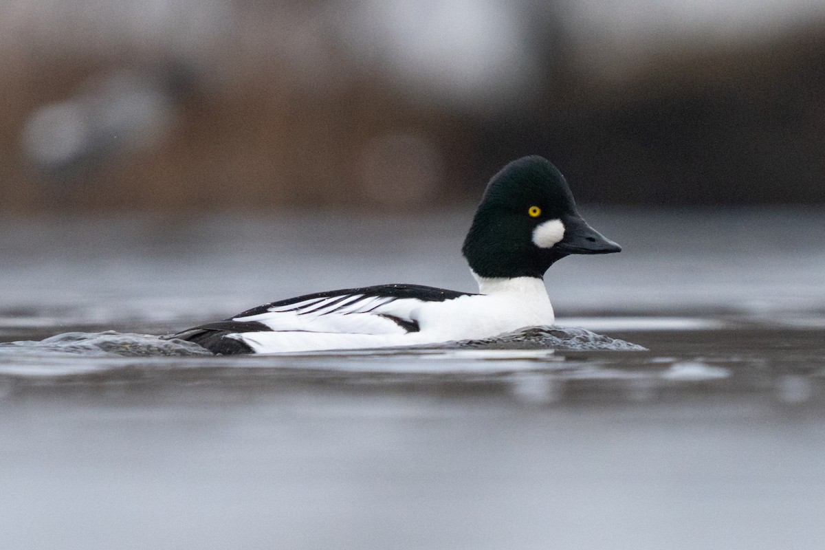 Quattrocchi - ML646870263