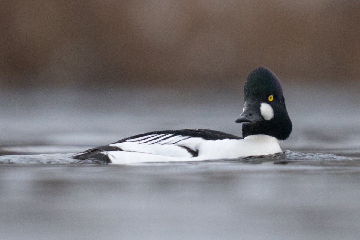 Quattrocchi - ML646870264