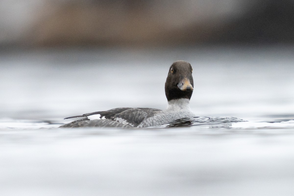 Quattrocchi - ML646870265