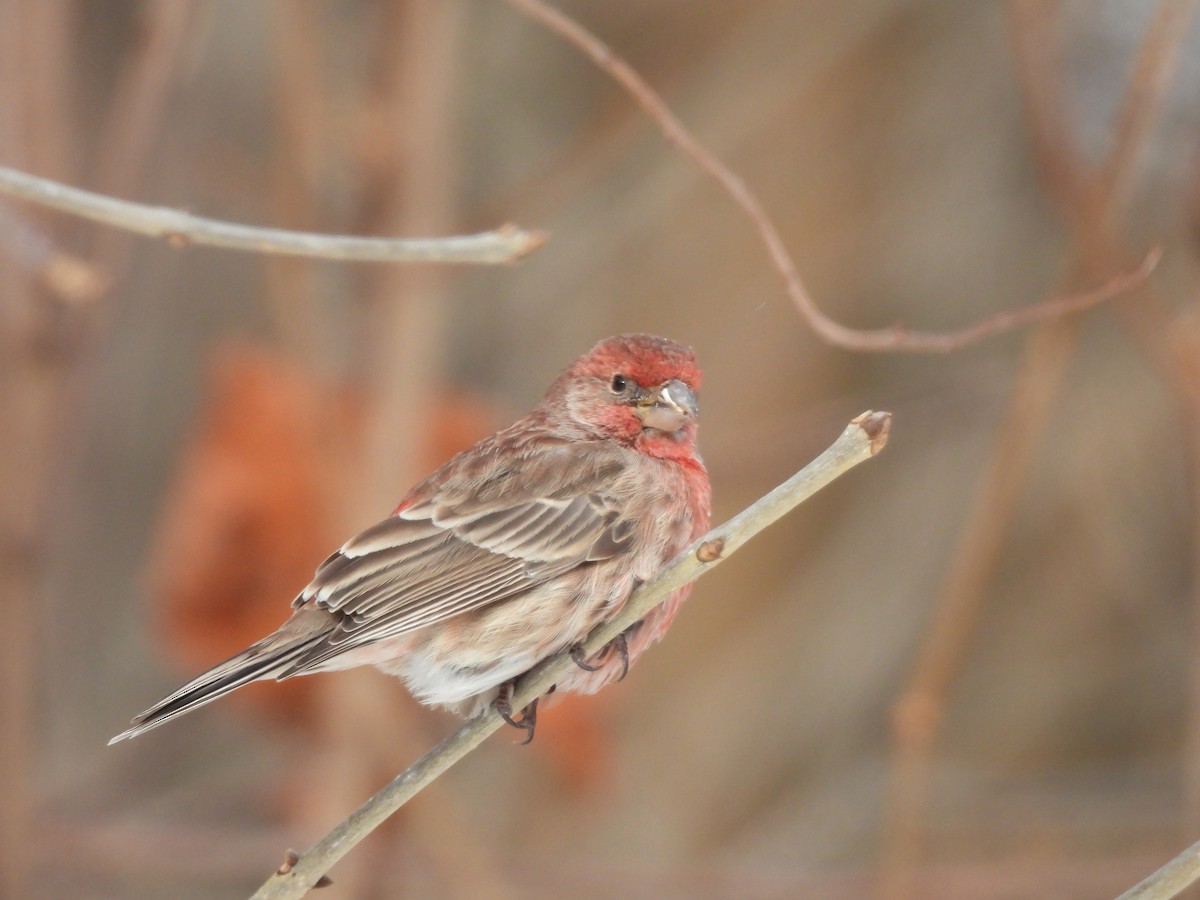 House Finch - ML646870267