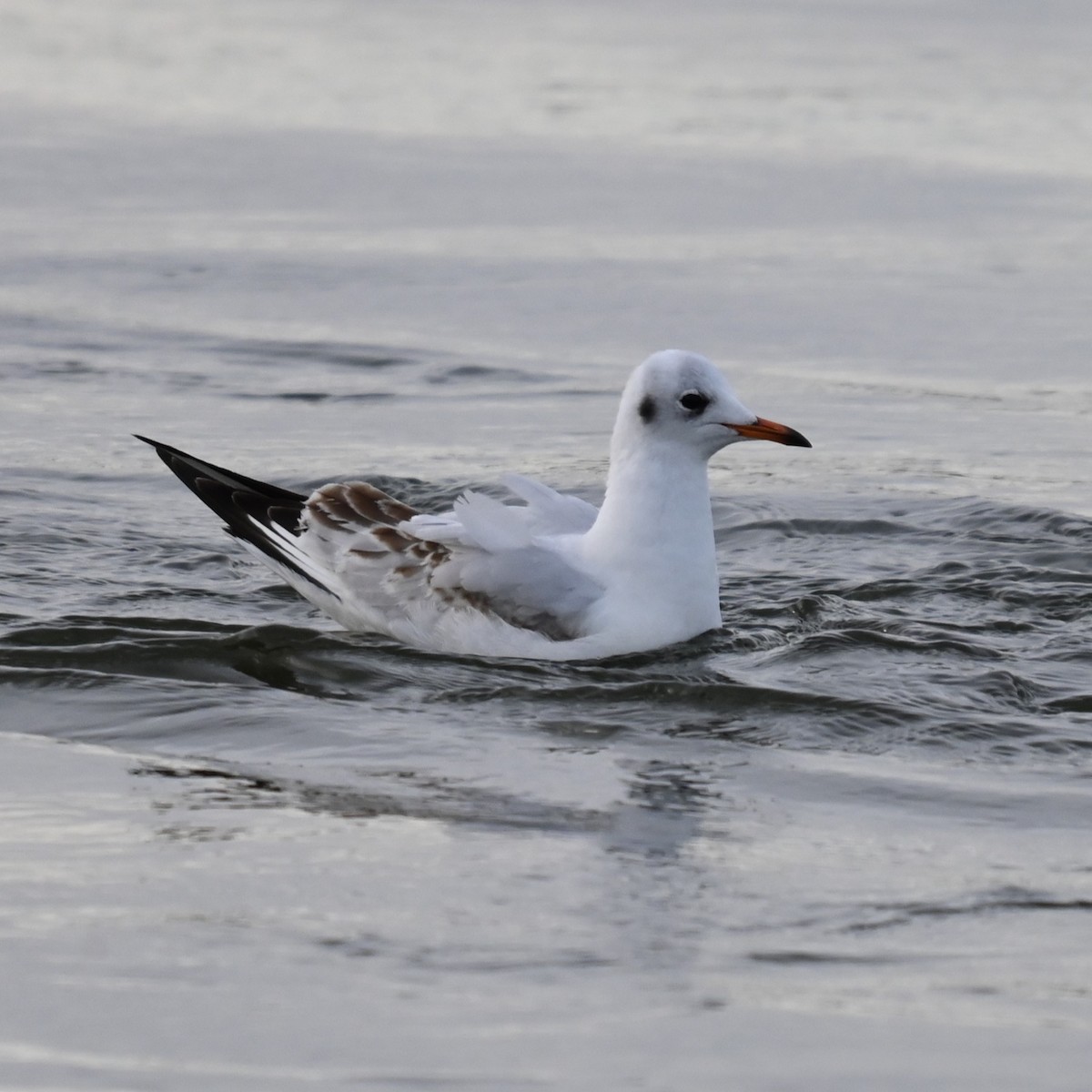 Black-headed Gull - ML646870270