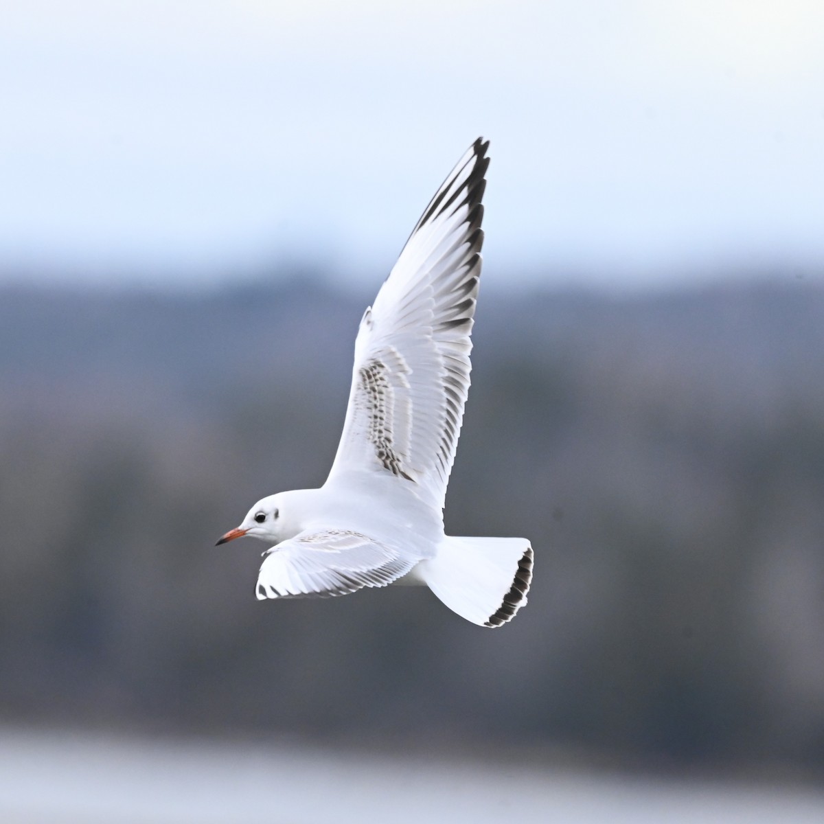 Black-headed Gull - ML646870271