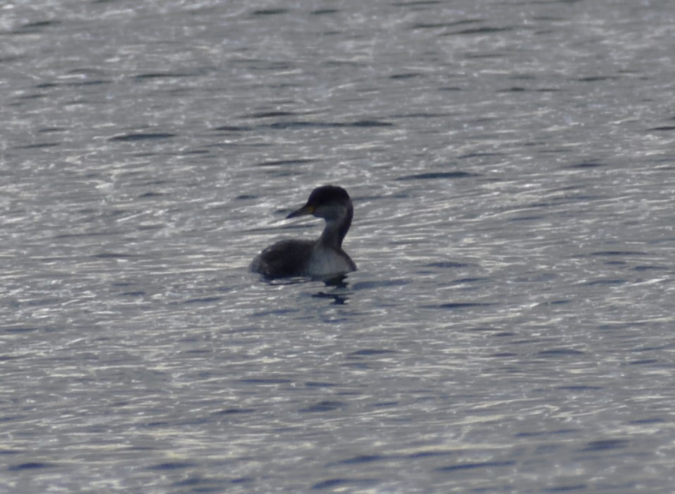 Пірникоза сірощока - ML646870272